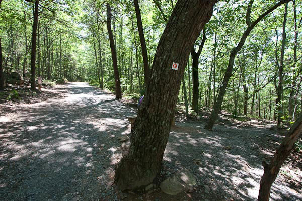 Photo of view up the Backside Trail at junction with Crowders Trail from the right