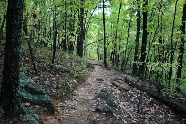 Photo of the dense forest approaching the summit