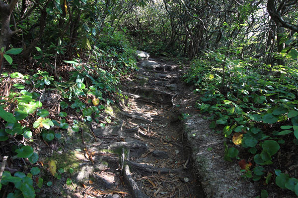 Photo of the upper trail and thick forest