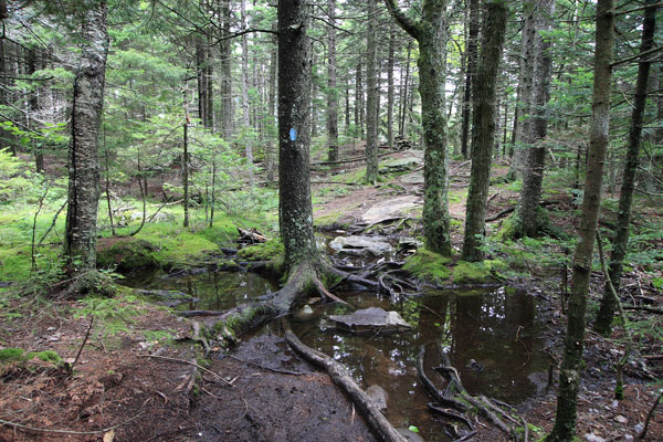 Photo of a flooded section of the Ridge Trail