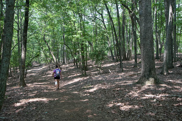 Photo of the forest at the top of Fall Mountain