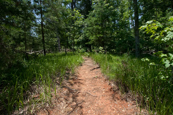 Photo of the trail as it traverses a grassy forest