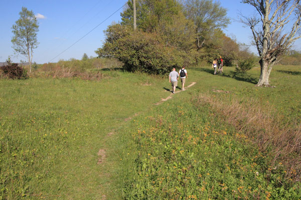 Photo of the lightly worn footpath