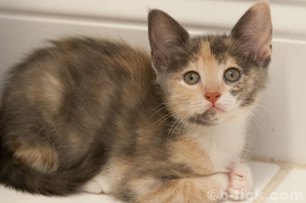 Photo of the new female kitten