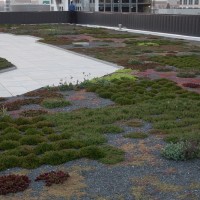 Photo of the green roof