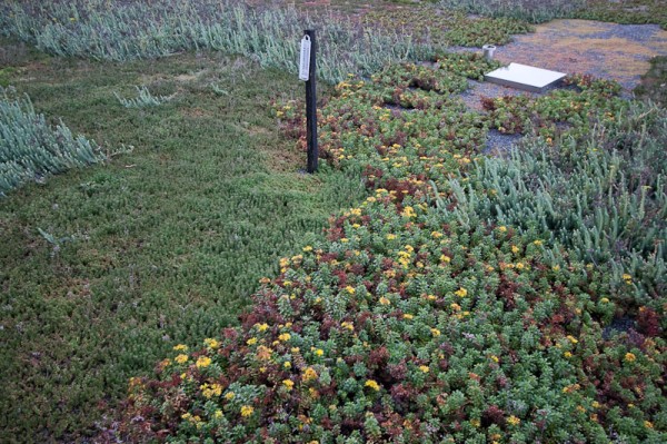Photo of the Reserve's green roof