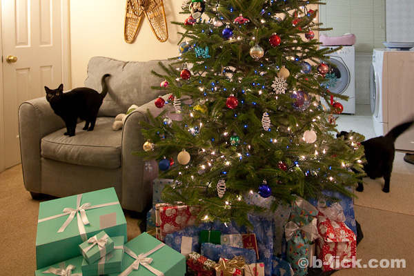 Photo of our tree this year