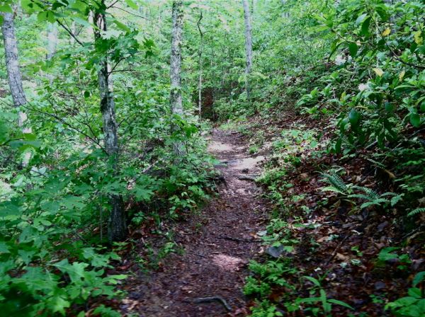 Photo of the Appalachian Trail