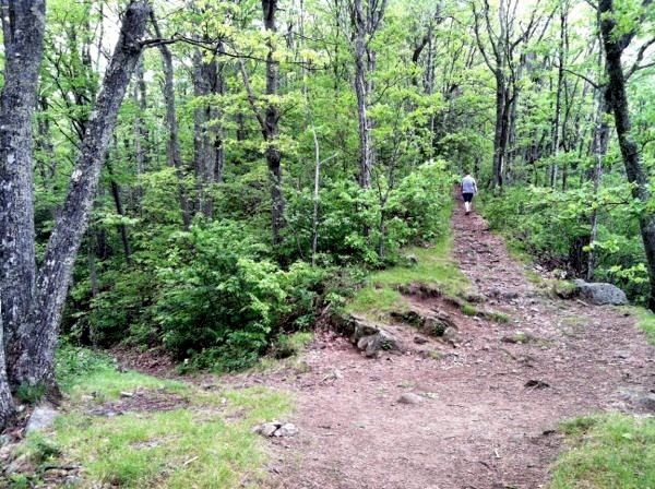 Photo of the junction in the trail