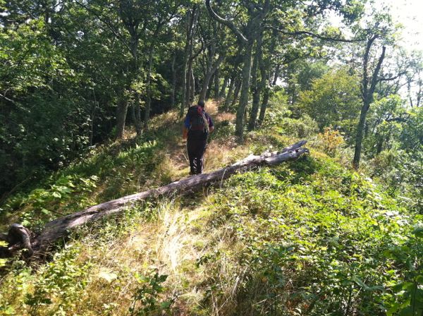 Photo of a ridgeline on the Bald Knob Trail