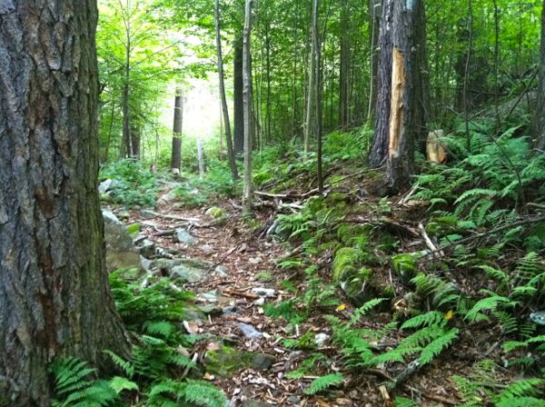 Photo of the upper portion of the Ramsey's Draft Trail