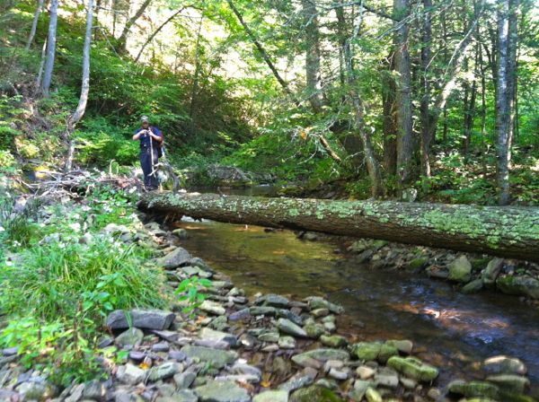 Photo of a fallen tree crossing Ramsey's Draft